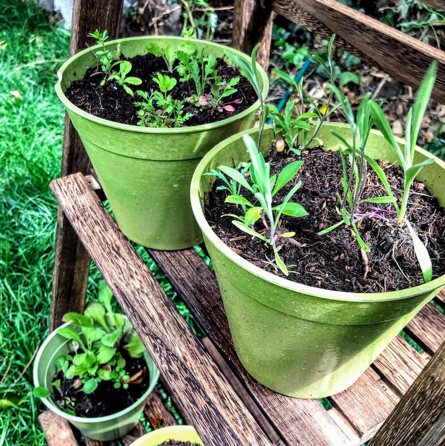 Seedball Mini Meadow Bamboo Pots - Bee Mix - Image 10