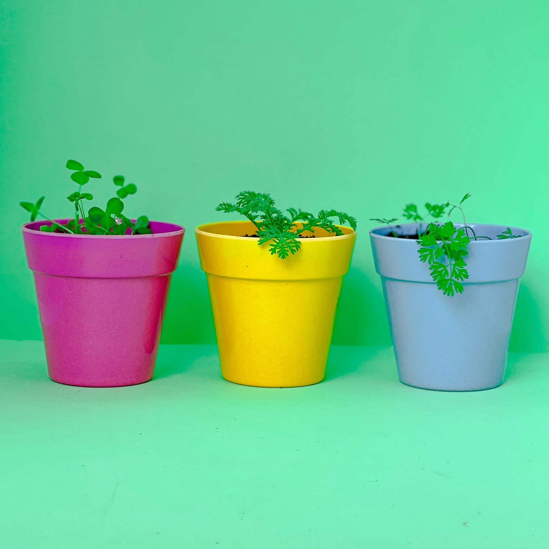 Seedball Herb Tube Collection - Parsley - Image 6