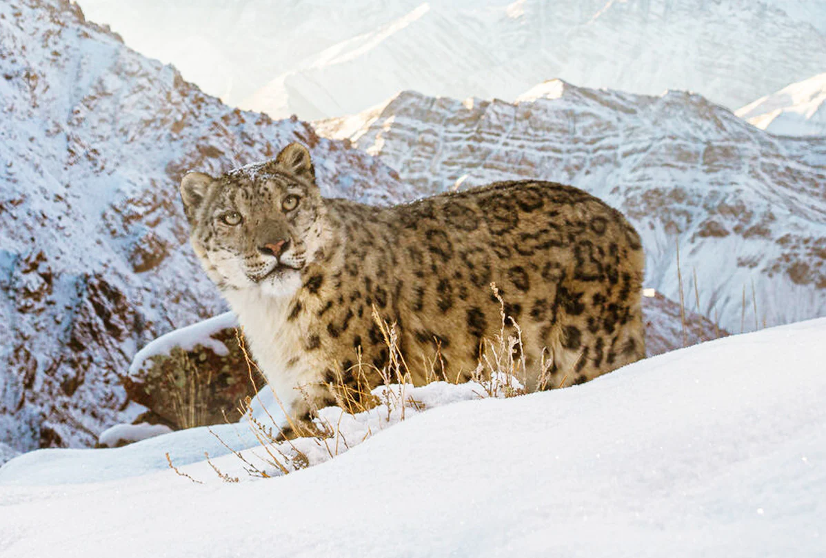 Snow leopard camera trap | E-Gift