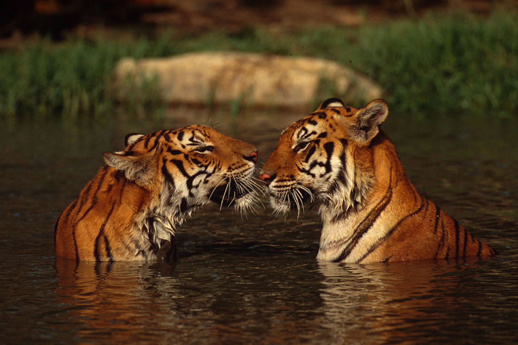 Tigers | E-Card