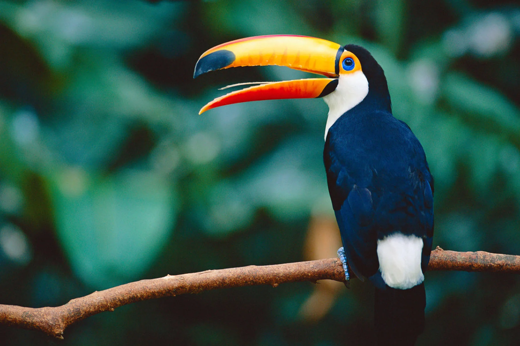 Toucan | E-Card