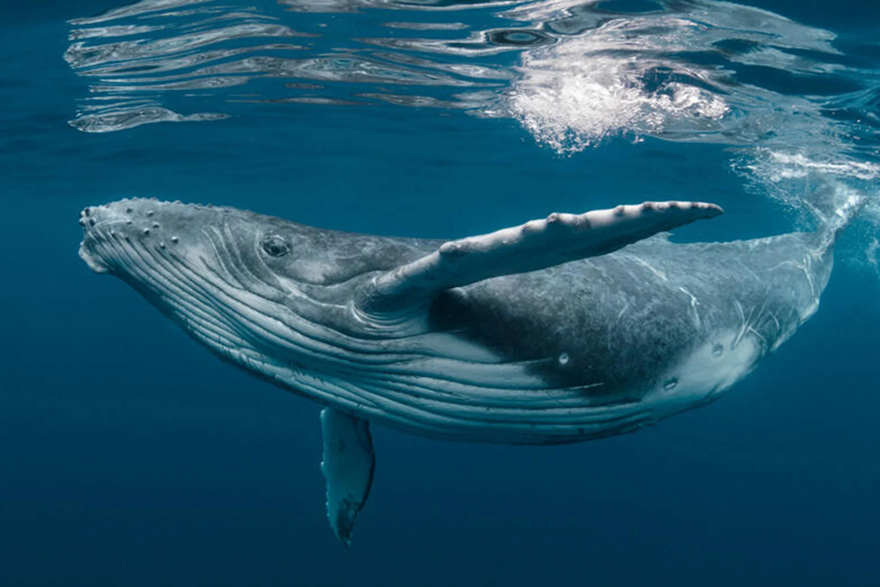 Whale | E-Card