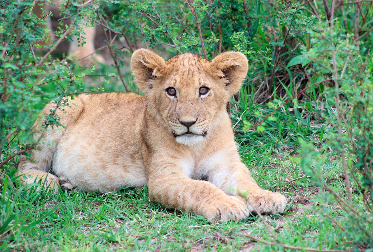 Wildlife club activities | E-Gift
